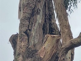 podredumbre en tronco, riesgo alto. LOUREIRO ARBORICULTURA GALICIA