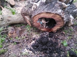 podredumbre interior. LOUREIRO ARBORICULTURA GALICIA