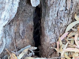 podredume branca de zoca. LOUREIRO ARBORICULTURA GALICIA