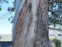 podredume branca LOUREIRO ARBORICULTURA GALICIA