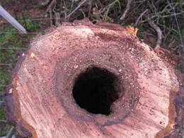 podremia no cerne. LOUREIRO ARBORICULTURA GALICIA