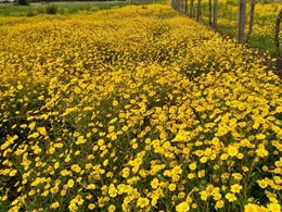 Pradeira en flor loureiroarboricultura.com