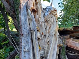 quebrado de fibras. LOUREIRO ARBORICULTURA GALICIA