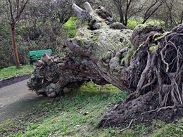 raíces deterioradas LOUREIRO ARBORICULTURA GALICIA loureiroarboricultura.co