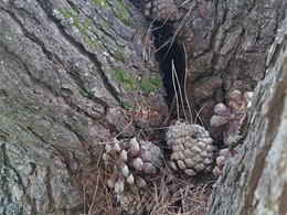 Risco alto de fendedura, forcadura en V. LOUREIRO ARBORICULTURA GALICIA