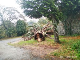 rotura de palmera afectada picudo. LOUREIRO ARBORICULTURA GALICIA