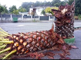 Rotura de palmera verde afectada por picudo rojo loureiroarboricultura.com