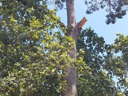 rotura de rama grande. LOUREIRO ARBORICULTURA GALICIA