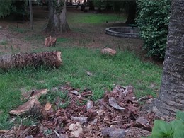 rotura por afección de picudo. LOUREIRO ARBORICULTURA GALICIA