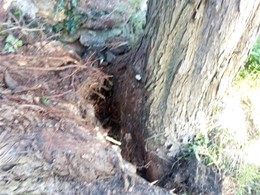 signo de fallo radicular. LOUREIRO ARBORICULTURA GALICIA