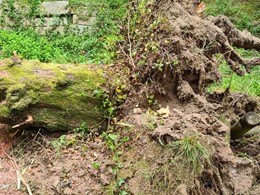 sistema radical en mal estado LOUREIRO ARBORICULTURA GALICIA