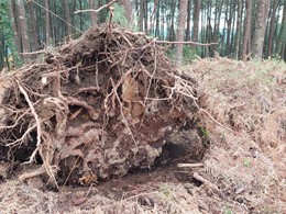 sistema radical. LOUREIRO ARBORICULTURA GALICIA