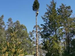 Tala abeto 23m Catoira 1. Durante. LOUREIRO ARBORICULTURA GALICIA