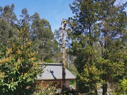 Tala abeto 23m Catoira 2. Despois. LOUREIRO ARBORICULTURA GALICIA