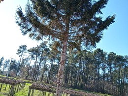 Tala abeto Lantaño LOUREIRO ARBORICULTURA GALICIA