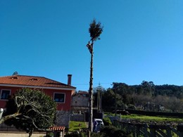 Tala Abeto Lantaño LOUREIRO ARBORICULTURA GALICIA