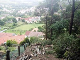 Tala acacias negras fin LOUREIRO ARBORICULTURA GALICIA