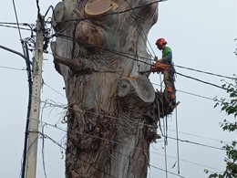 Tala altura gran eucalipto LOUREIRO ARBORICULTURA GALICIA