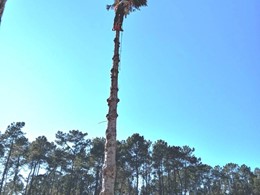 Tala de abeto en Lantaño 2 LOUREIRO ARBORICULTURA GALICIA