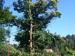 Tala difícil 1 VILAGARCIA LOUREIRO ARBORICULTURA