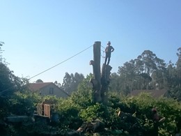 Tala difícil 3 VILAGARCIA LOUREIRO ARBORICULTURA