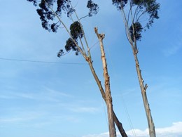 Tala difícil CAMBADOS LOUREIRO ARBORICULTURA