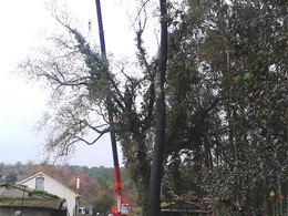 Tala en altura árbol sobre casa con apoyo de autogrúa