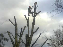 Tala en altura árbores CAMBADOS LOUREIRO ARBORICULTURA