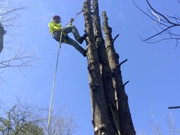 Tala en altura árbores OURENSE LOUREIRO ARBORICULTURA