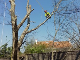 Tala en altura árbores SANTIAGO DE COMPOSTELA LOUREIRO ARBORICULTURA