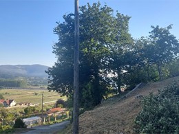 Tala en altura carballo LOUREIRO ARBORICULTURA GALICIA