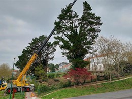 Tala en altura controlada con autogrúa  LOUREIRO ARBORICULTURA GALICIA