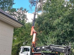 Tala en altura controlada con grúa LOUREIRO ARBORICULTURA GALICIA