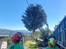 Tala en altura controlada de ciprés LOUREIRO ARBORICULTURA GALICIA