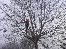 Tala en altura controlada de plátano