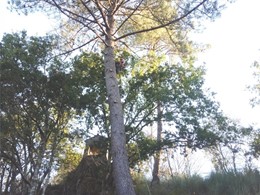 Tala en altura controlada en Soutelo de Montes 1