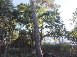 Tala en altura controlada en Soutelo de Montes 2 LOUREIRO ARBORICULTURA GAL