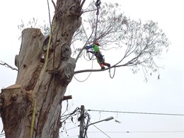 Tala en altura de eucalipto 3 m diámetro LOUREIRO ARBORICULTURA GALICIA