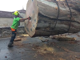 Tala en altura de eucalipto 3 m diámetro LOUREIRO ARBORICULTURA GALICIA