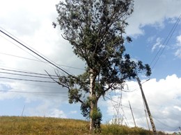 Tala en altura de gran eucalipto sobre linea electrica alta tensión con apo