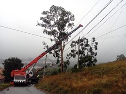 Tala en altura de gran eucalipto sobre liñas eléctricas alta tensión con ap