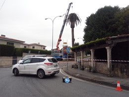 Tala en altura de palmeira en Pontevedra 1 LOUREIRO ARBORICULTURA GALICIA