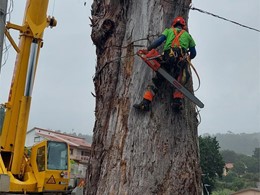 Tala en altura eucalipto. LOUREIRO ARBORICULTURA GALICIA