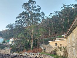 Tala en altura eucaliptos LOUREIRO ARBORICULTURA GALICIA