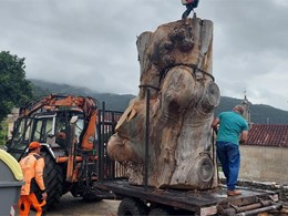 Tala en altura LOUREIRO ARBORICULTURA GALICIA