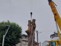 Tala en altura LOUREIRO ARBORICULTURA GALICIA