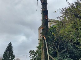 Tala en altura LOUREIRO ARBORICULTURA GALICIA