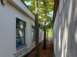 Tala en altura LOUREIRO ARBORICULTURA GALICIA