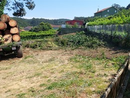 Tala en altura LOUREIRO ARBORICULTURA GALICIA