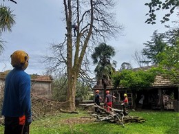 Tala en altura magnolio LOUREIRO ARBORICULTURA GALICIA